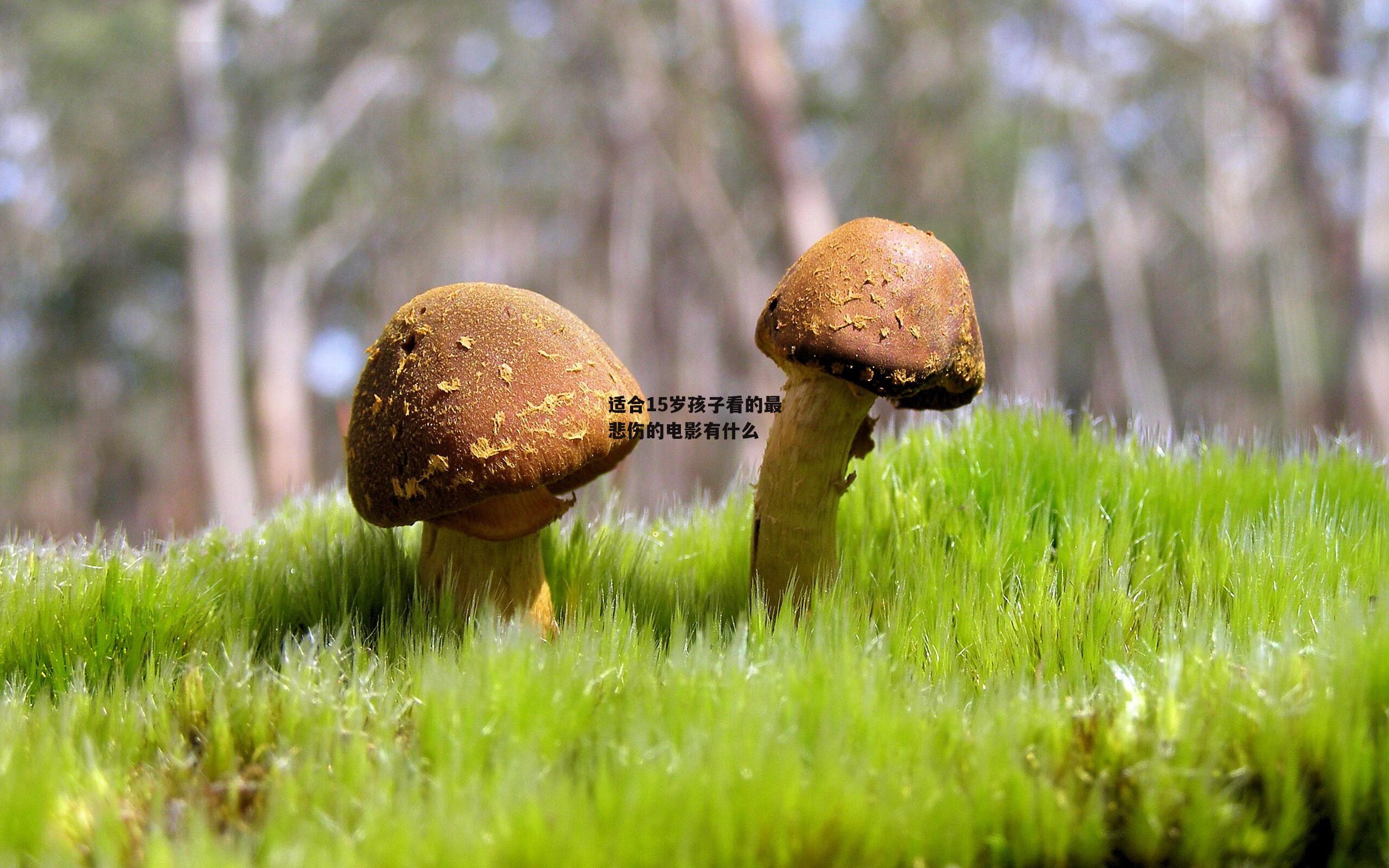 适合15岁孩子看的最悲伤的电影有什么